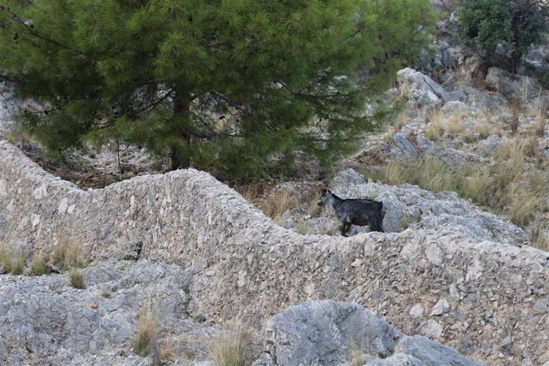 Yaralı keçi tedavisinin ardından yeniden doğaya bırakıldı