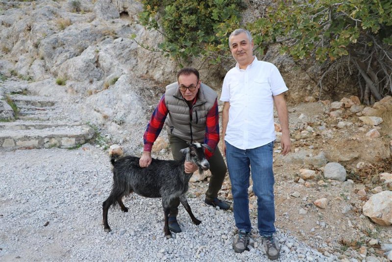 Yaralı keçi tedavisinin ardından yeniden doğaya bırakıldı