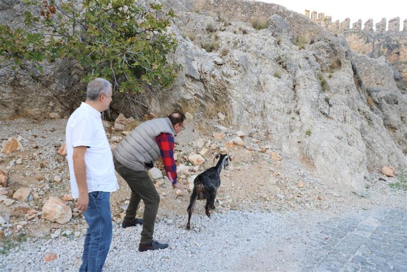 Yaralı keçi tedavisinin ardından yeniden doğaya bırakıldı