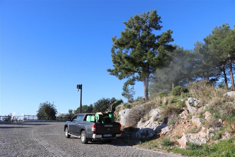 Alanya belediyesi’nden biyolojik mücadele