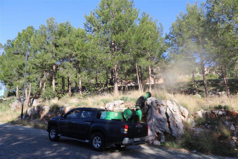 Alanya belediyesi’nden biyolojik mücadele