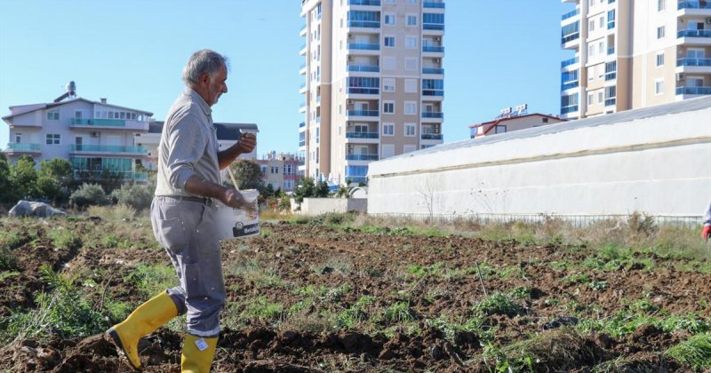 GAZİPAŞA BELEDİYESİ ATA TOHUM KARAKILÇIK BUĞDAYINI TOPRAKLA BULUŞTURDU