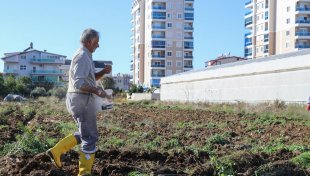 GAZİPAŞA BELEDİYESİ ATA TOHUM KARAKILÇIK BUĞDAYINI TOPRAKLA BULUŞTURDU