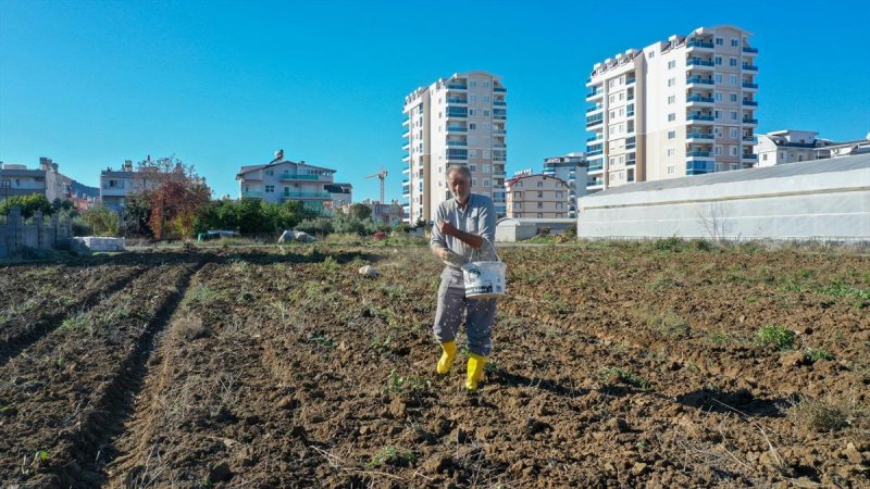 GAZİPAŞA BELEDİYESİ ATA TOHUM KARAKILÇIK BUĞDAYINI TOPRAKLA BULUŞTURDU