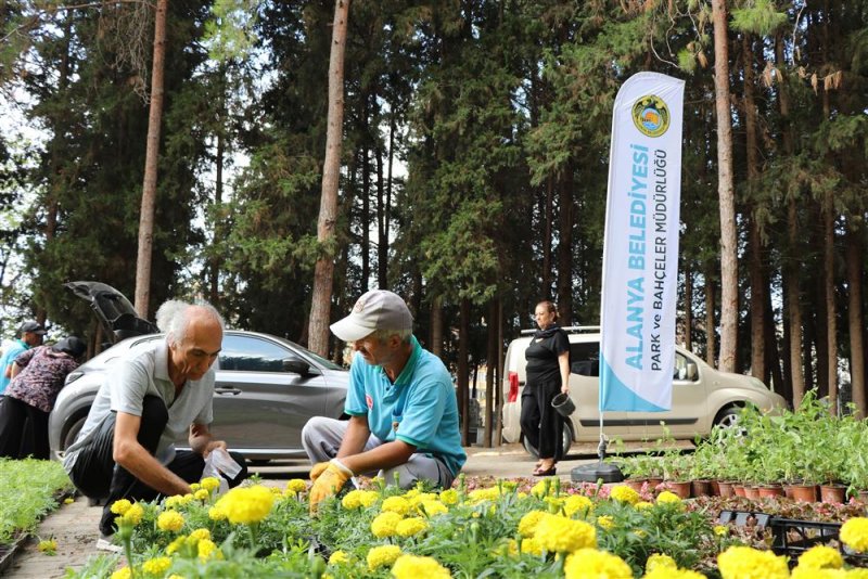 Alanya belediyesi ramazan bayramında 31 mezarlıkta ücretsiz 62 bin çiçek dağıtacak