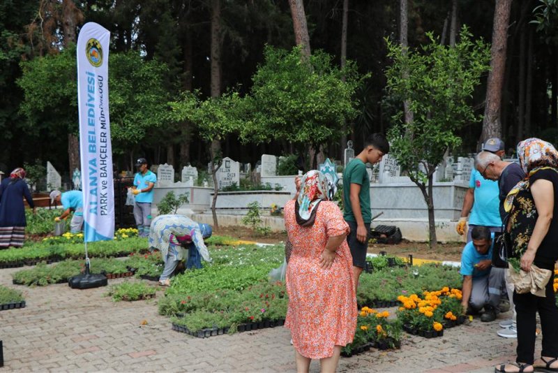 Alanya belediyesi ramazan bayramında 31 mezarlıkta ücretsiz 62 bin çiçek dağıtacak