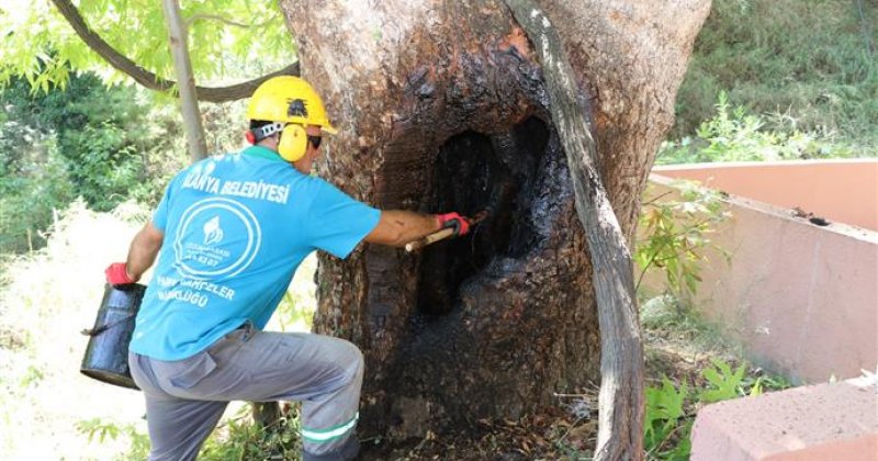 Alanya belediyesi’nden doğa mirası ağaçlara bakım ve rehabilitasyon