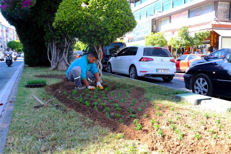 Alanya belediyesi mevsimlik çiçek dikimlerine başladı