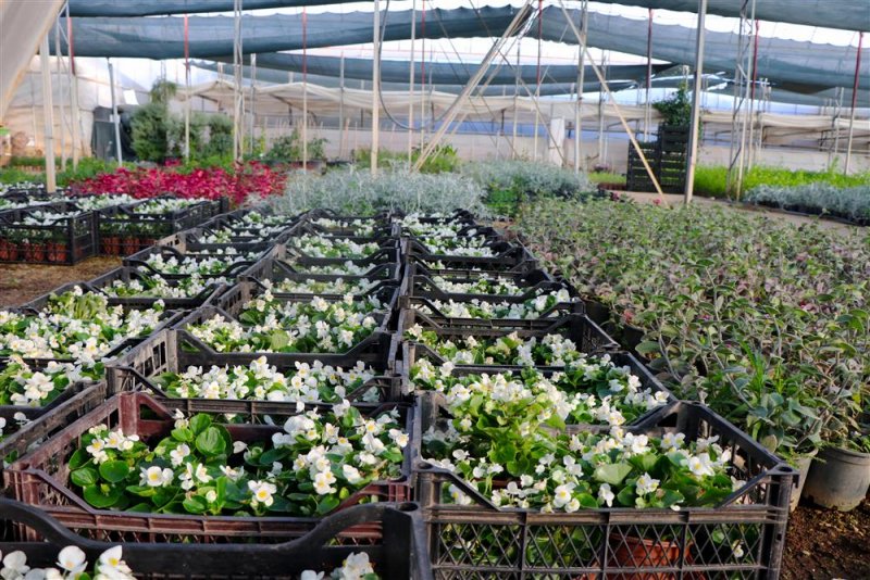 Alanya belediyesi mevsimlik çiçek dikimlerine başladı