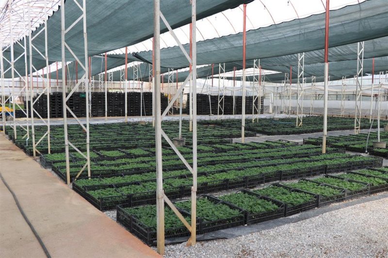 Alanya belediyesi mezarlıklarda çiçek dağıtacak