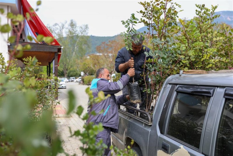 Alanya belediyesi’nden çiftçilere keçi boynuzu fidanı desteği