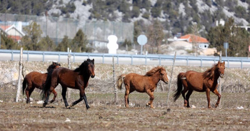 Büyükşehir Yılkı Atları Için Doğaya Saman Bıraktı