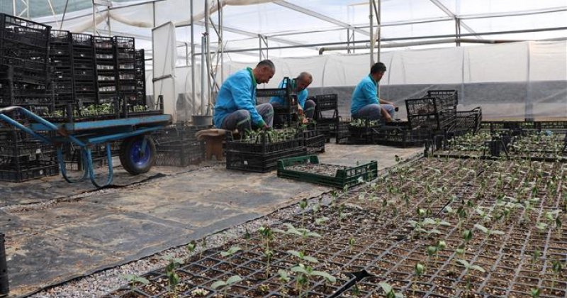 Alanya belediyesi ücretsiz su kabağı fidesi dağıtacak