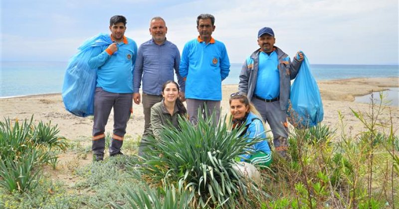 Alanya’da sahil temizliği: kum zambakları ve caretta carettalar koruma altında