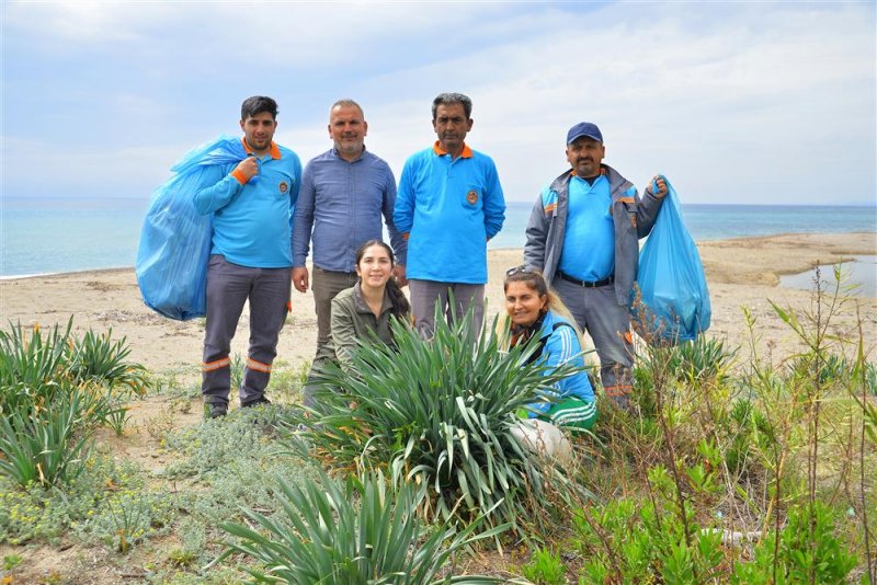 Alanya’da sahil temizliği: kum zambakları ve caretta carettalar koruma altında