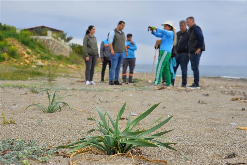 Alanya’da sahil temizliği: kum zambakları ve caretta carettalar koruma altında
