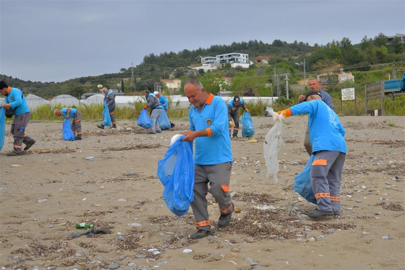 Alanya’da sahil temizliği: kum zambakları ve caretta carettalar koruma altında