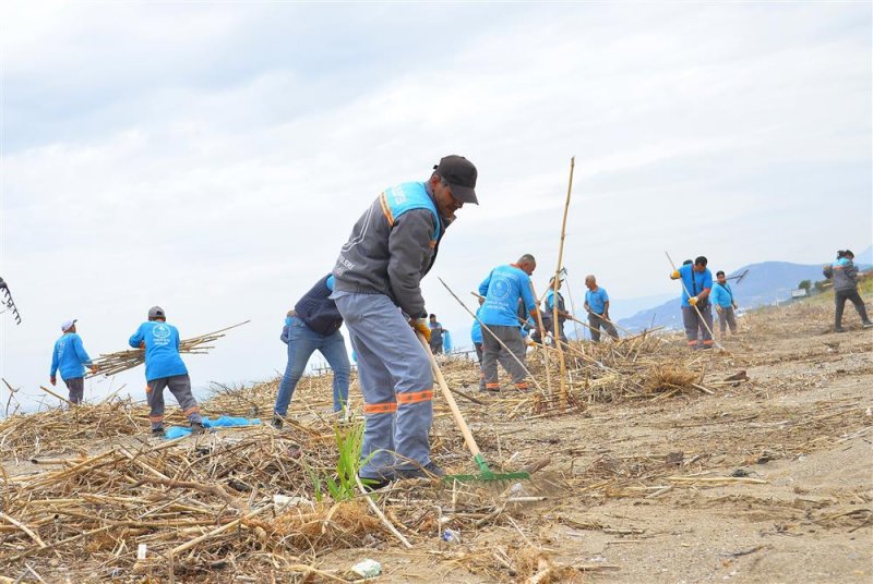 Alanya’da sahil temizliği: kum zambakları ve caretta carettalar koruma altında