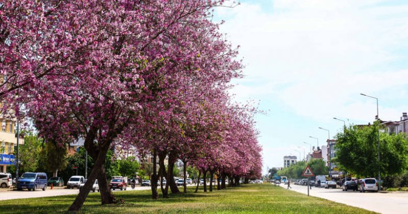 Antalya Yaz Renklerine Bürünüyor