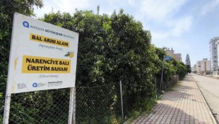 Narenciye Balı Koruma Altında