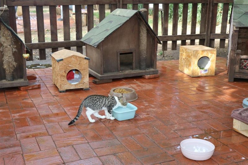 Alanya belediyesi can dostların yanında