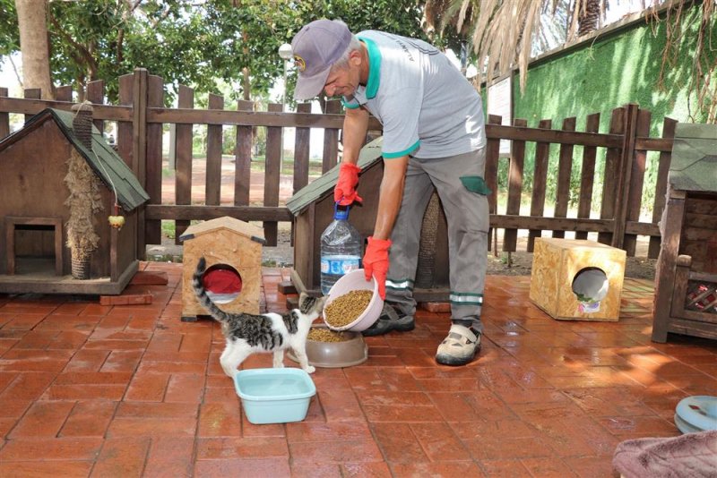Alanya belediyesi can dostların yanında