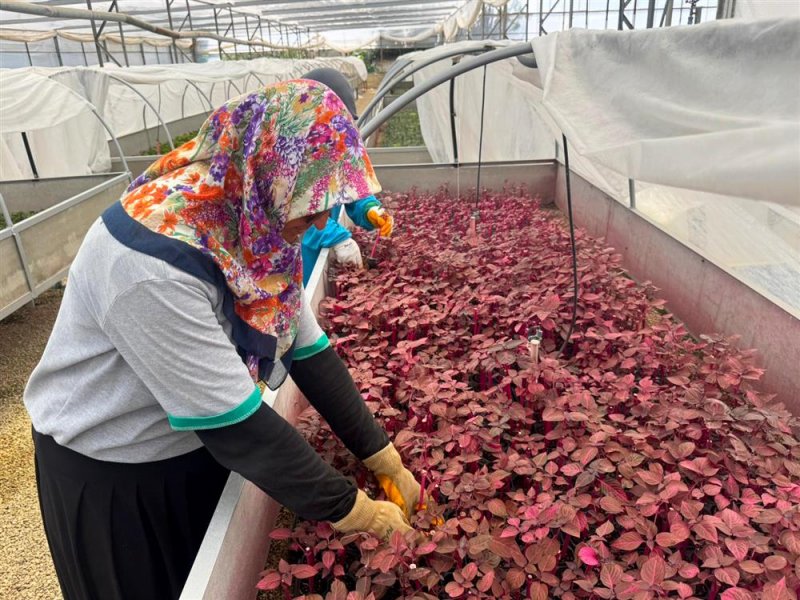 Alanya belediyesi&rsquo;nde kadınlar sahada