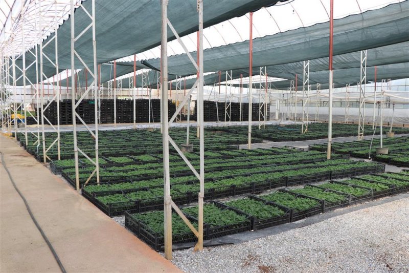 Alanya belediyesi&rsquo;nden bayram &ouml;ncesi 67 bin &ccedil;i&ccedil;ek fidesini vatandaşlarla buluşturacak