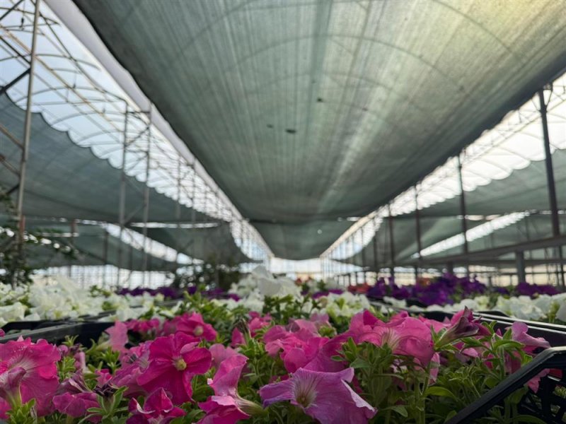 Alanya belediyesi&rsquo;nden bayram &ouml;ncesi 67 bin &ccedil;i&ccedil;ek fidesini vatandaşlarla buluşturacak