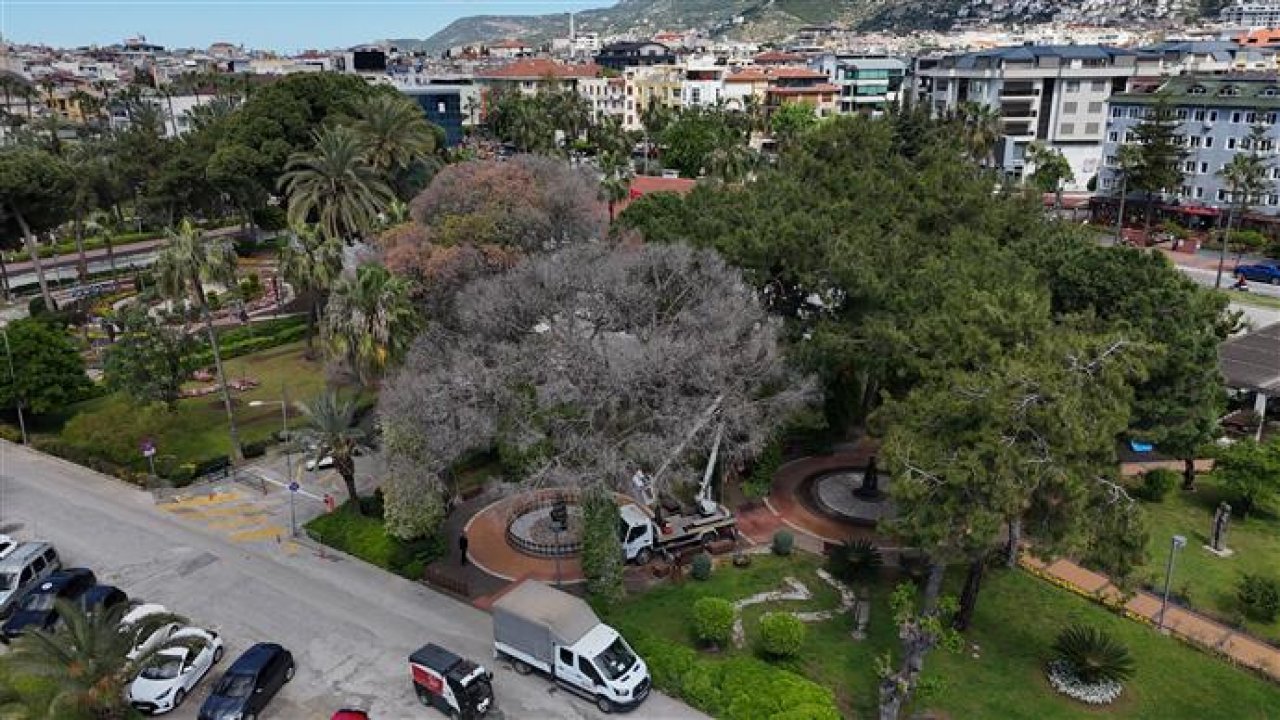 Alanya’da akdeniz çam kabuk böceğine karşı ortak mücadele başlatıldı