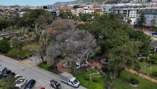 Alanya’da akdeniz çam kabuk böceğine karşı ortak mücadele başlatıldı