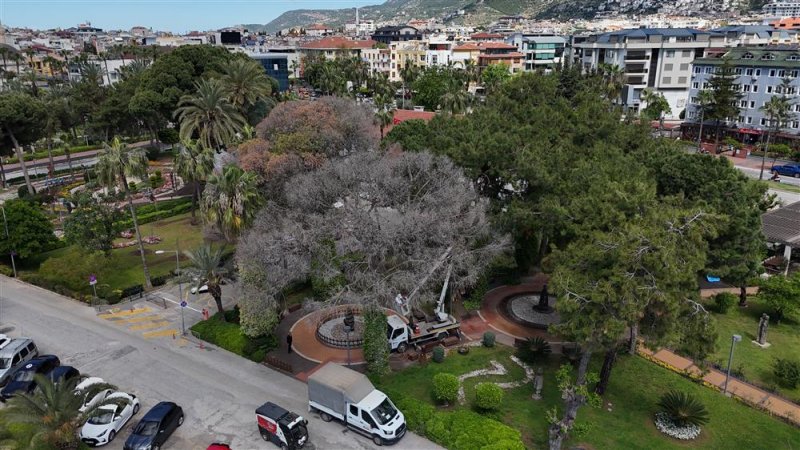 Alanya&rsquo;da akdeniz &ccedil;am kabuk b&ouml;ceğine karşı ortak m&uuml;cadele başlatıldı