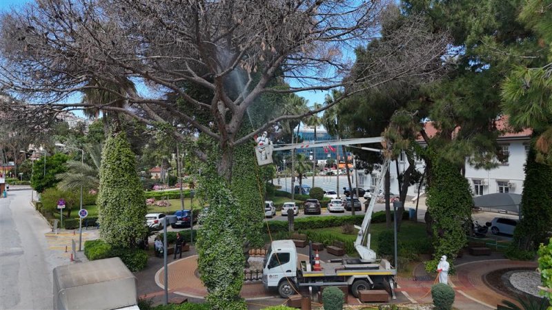 Alanya&rsquo;da akdeniz &ccedil;am kabuk b&ouml;ceğine karşı ortak m&uuml;cadele başlatıldı