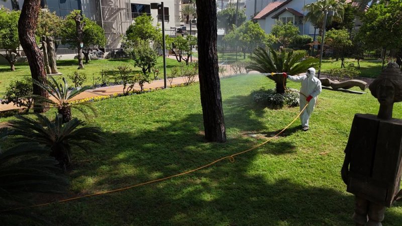 Alanya&rsquo;da akdeniz &ccedil;am kabuk b&ouml;ceğine karşı ortak m&uuml;cadele başlatıldı