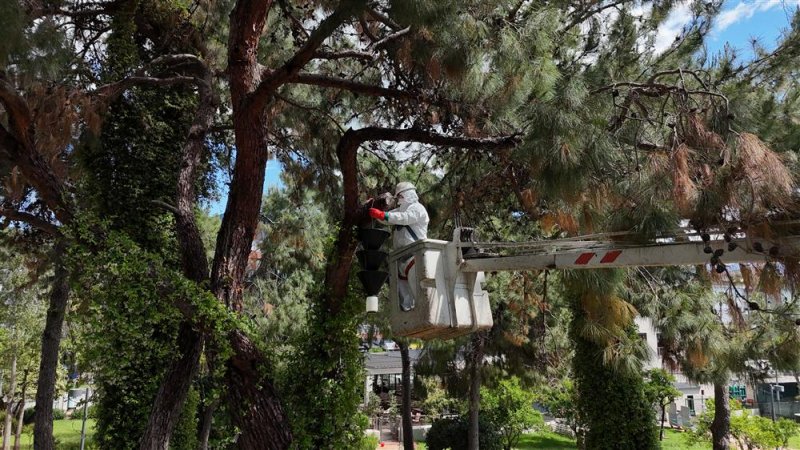 Alanya&rsquo;da akdeniz &ccedil;am kabuk b&ouml;ceğine karşı ortak m&uuml;cadele başlatıldı