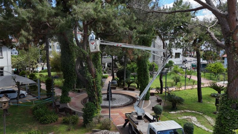 Alanya&rsquo;da akdeniz &ccedil;am kabuk b&ouml;ceğine karşı ortak m&uuml;cadele başlatıldı
