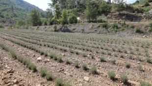 Alanya belediyesi’nin lavanta bahçesinde ilk hasat yapıldı