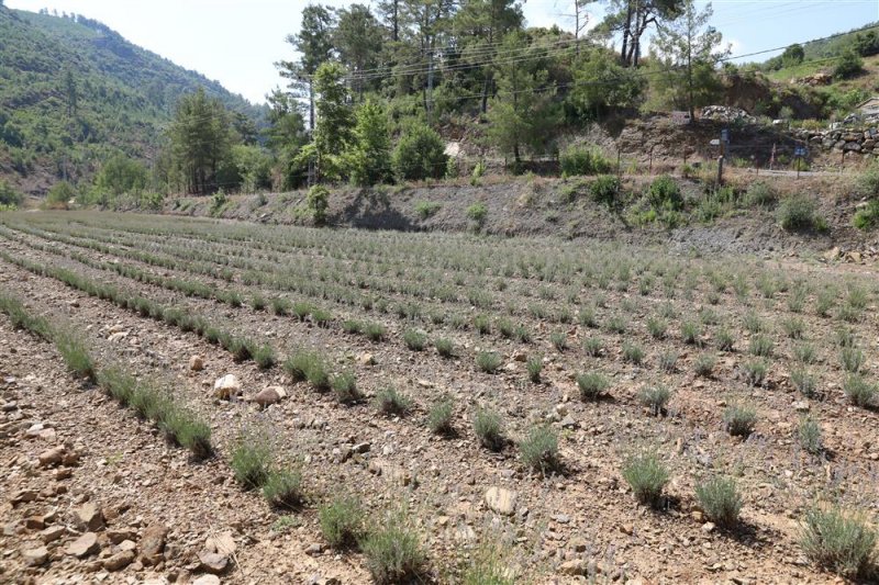 Alanya belediyesi&rsquo;nin lavanta bah&ccedil;esinde ilk hasat yapıldı
