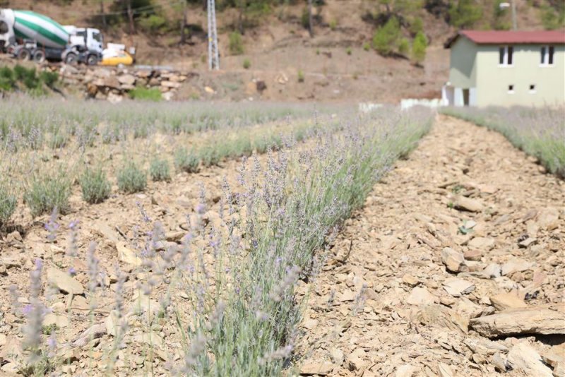 Alanya belediyesi&rsquo;nin lavanta bah&ccedil;esinde ilk hasat yapıldı