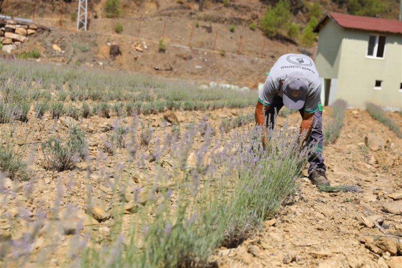 Alanya belediyesi&rsquo;nin lavanta bah&ccedil;esinde ilk hasat yapıldı