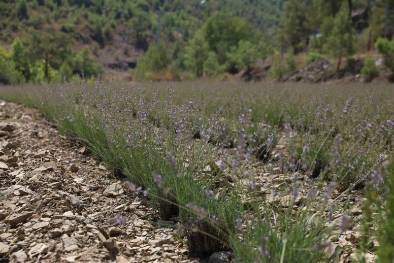 Alanya belediyesi&rsquo;nin lavanta bah&ccedil;esinde ilk hasat yapıldı