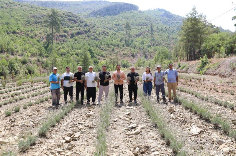 Alanya belediyesi&rsquo;nin lavanta bah&ccedil;esinde ilk hasat yapıldı