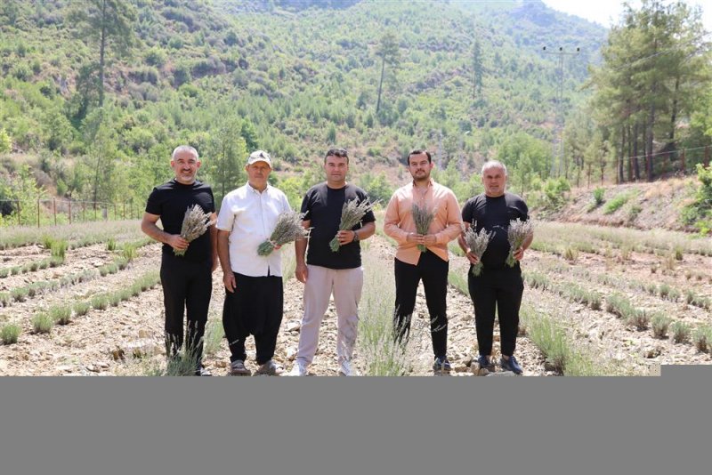 Alanya belediyesi&rsquo;nin lavanta bah&ccedil;esinde ilk hasat yapıldı