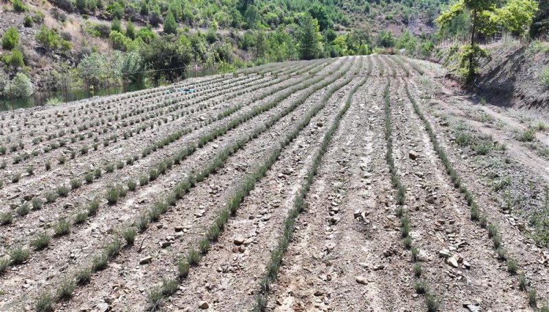Alanya belediyesi&rsquo;nin lavanta bah&ccedil;esinde ilk hasat yapıldı