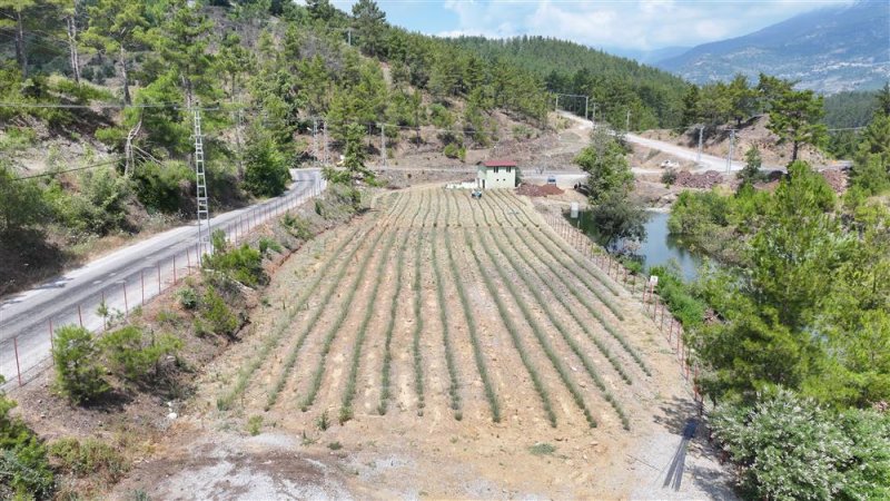 Alanya belediyesi&rsquo;nin lavanta bah&ccedil;esinde ilk hasat yapıldı