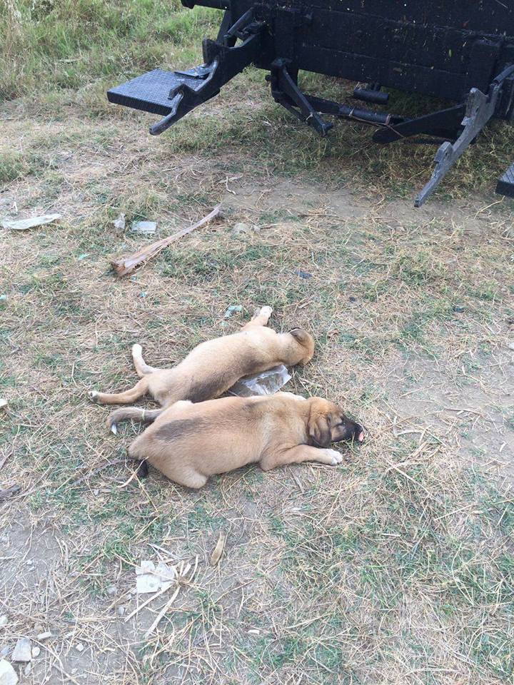 Alanya Konaklı Köpek Katliamı