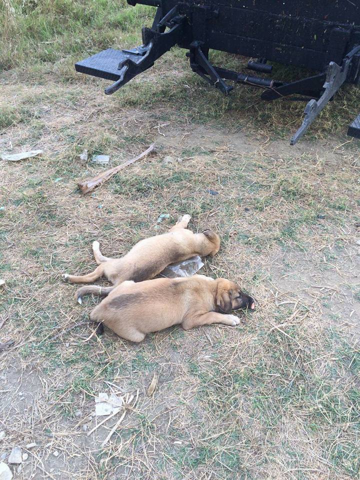 Alanya Konaklı Köpek Katliamı