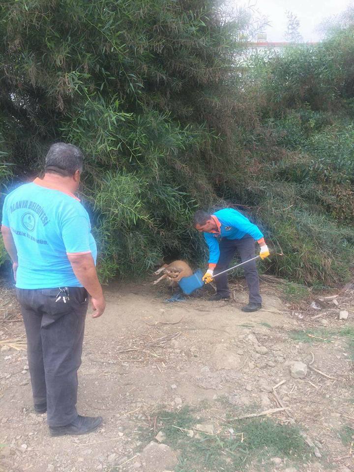 Alanya Konaklı Köpek Katliamı